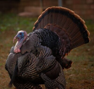 large turkey